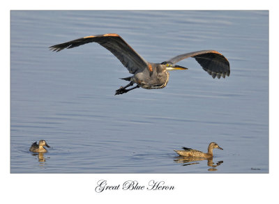 Great Blue Heron