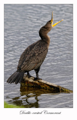Double-crested Cormorant