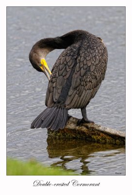 Double-crested Cormorant