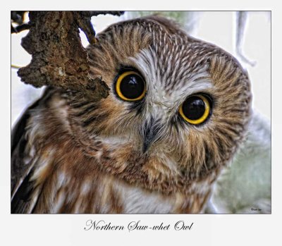 Northern Saw-whet Owl