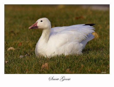 Snow Goose