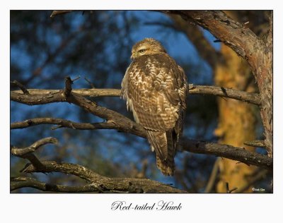 Red-tailed Hawk