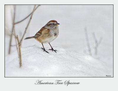 American Tree Sparrow