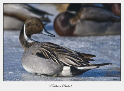 Northern Pintail