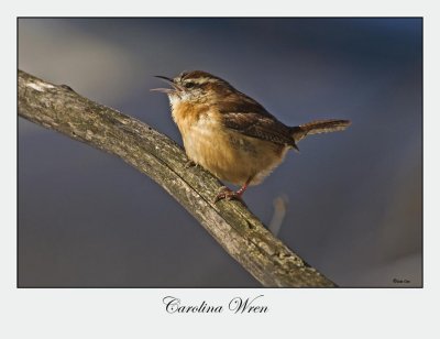 Carolina Wren