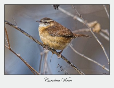 Carolina Wren