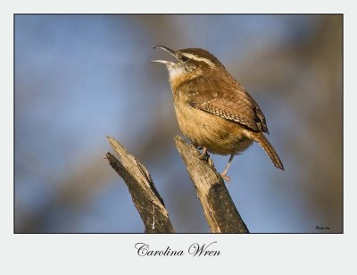 Carolina Wren