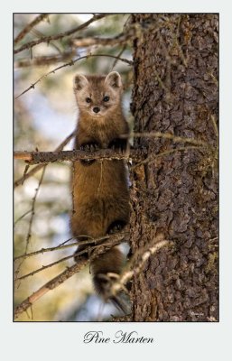 Pine Marten