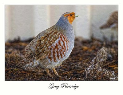 Gray Partridge