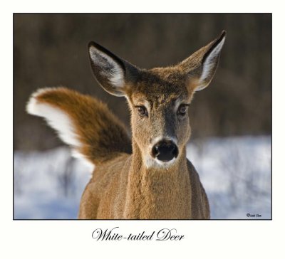 White-tailed Deer