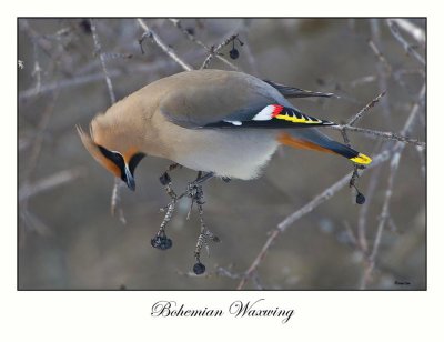 Bohemian Waxwing