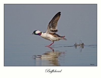 Bufflehead