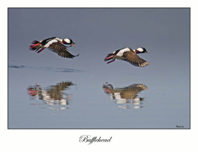 Bufflehead