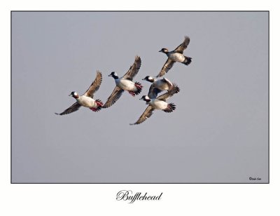 Bufflehead