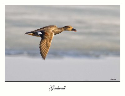 Gadwall