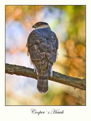 Cooper`s Hawk