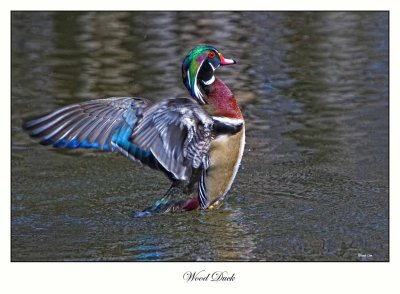 Wood Duck