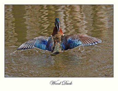 Wood Duck