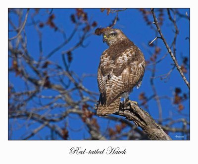 Red-tailed Hawk