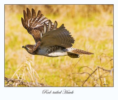 Red-tailed Hawk