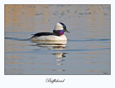 Bufflehead