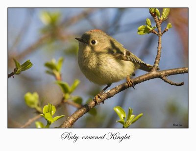 Ruby-crowned Kinglet