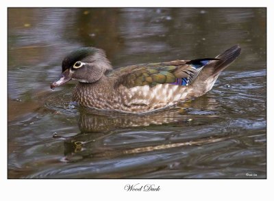 Wood Duck