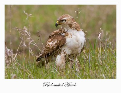 Red-tailed Hawk