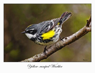 Yellow-rumped Warbler