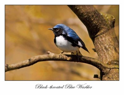 Black-throated Blue Warbler