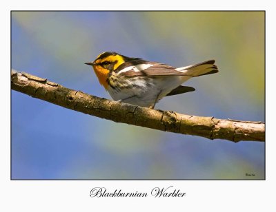 Blackburnian Warbler