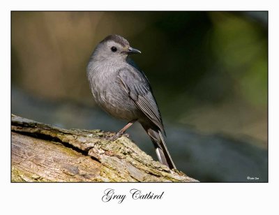 Gray Catbird