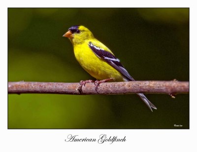 American Goldfinch