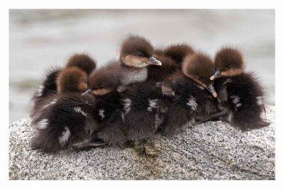 Hooded Merganser