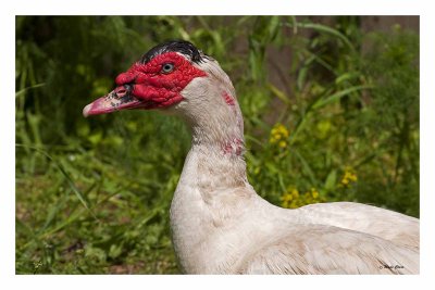 Domestic Muscovy