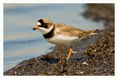 Semipalmated Plover