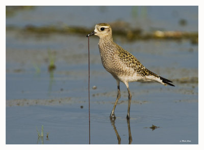 American Golden Plover