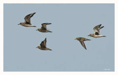 Black-bellied and American Golden Plovers