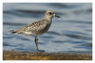 Black-bellied Plover