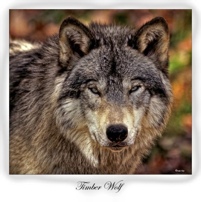 Timber Wolf