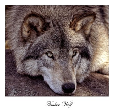 Timber Wolf