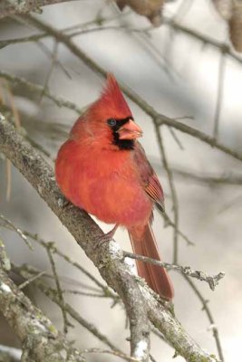 Northern Cardinal