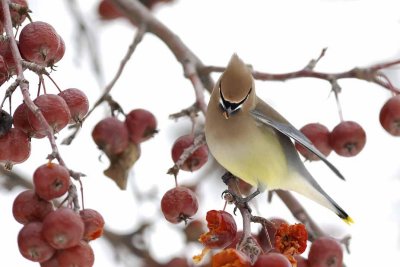 Cedar Waxwing