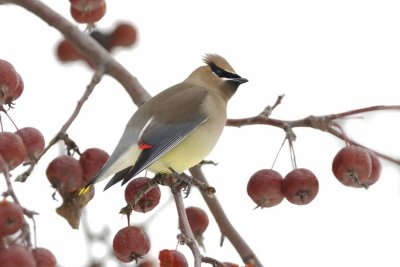 Cedar Waxwing