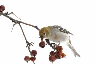 Pine Grosbeak