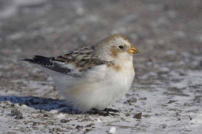 Snow Bunting