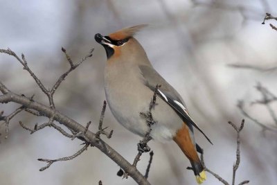 Bohemian Waxwing