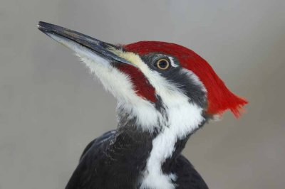 PileatedWoodpecker