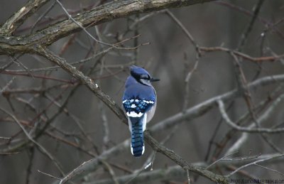 bird.blue-jay.ratio-1.55.30d_img_08782.jpg