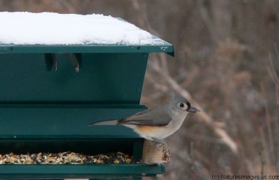 bird.tufted_titmouse.ratio-1.55.p1190530.jpg